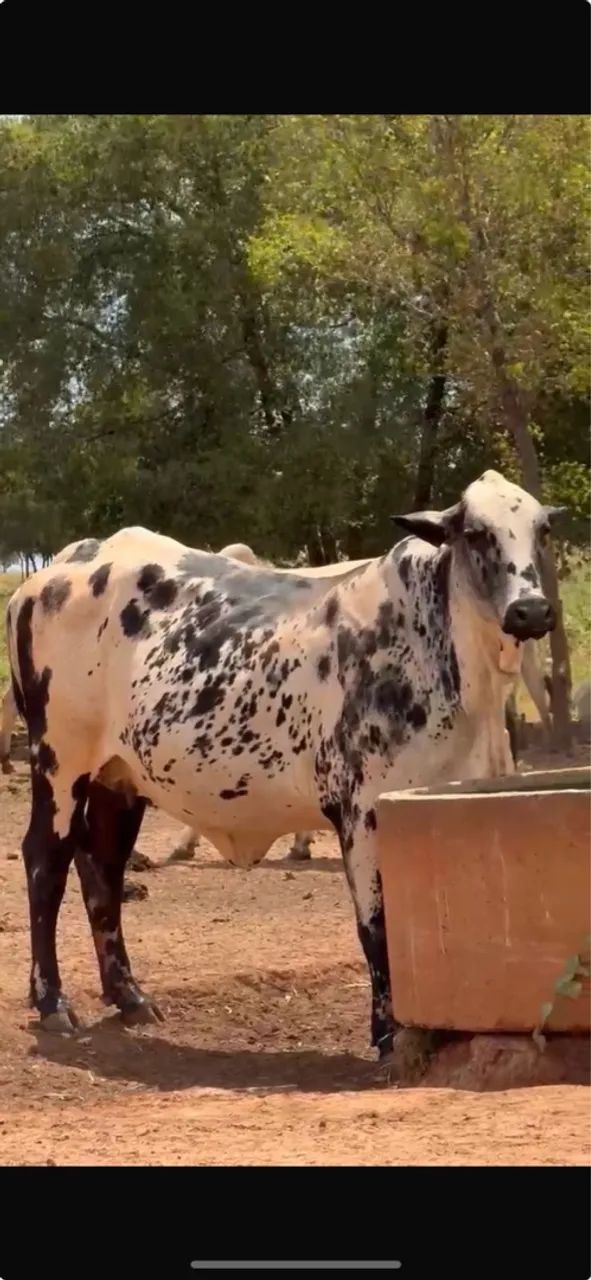 LOTE COM 02 NELORE REGISTRADOS - Foto 2