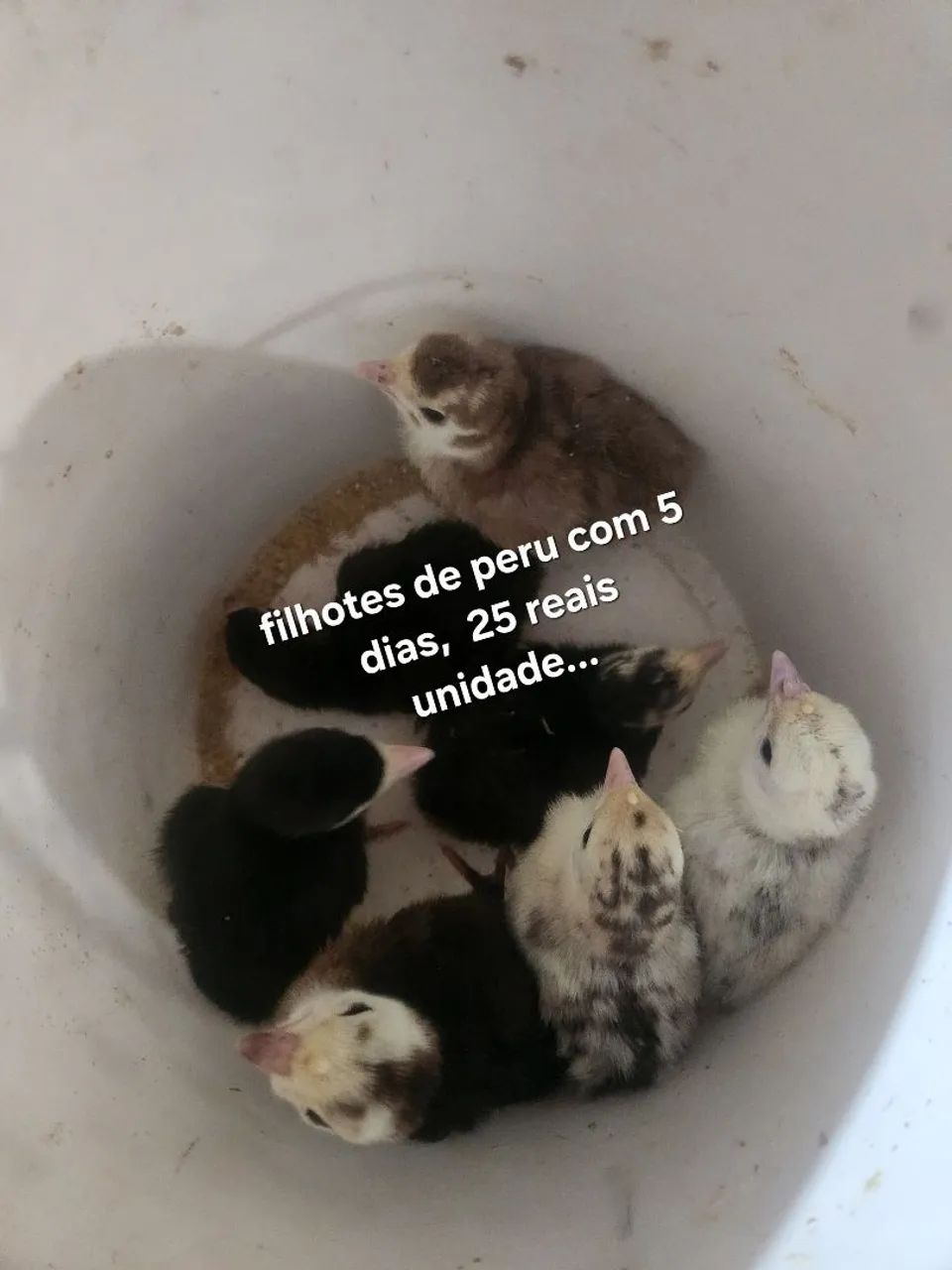 filhotes de aves - Foto 2