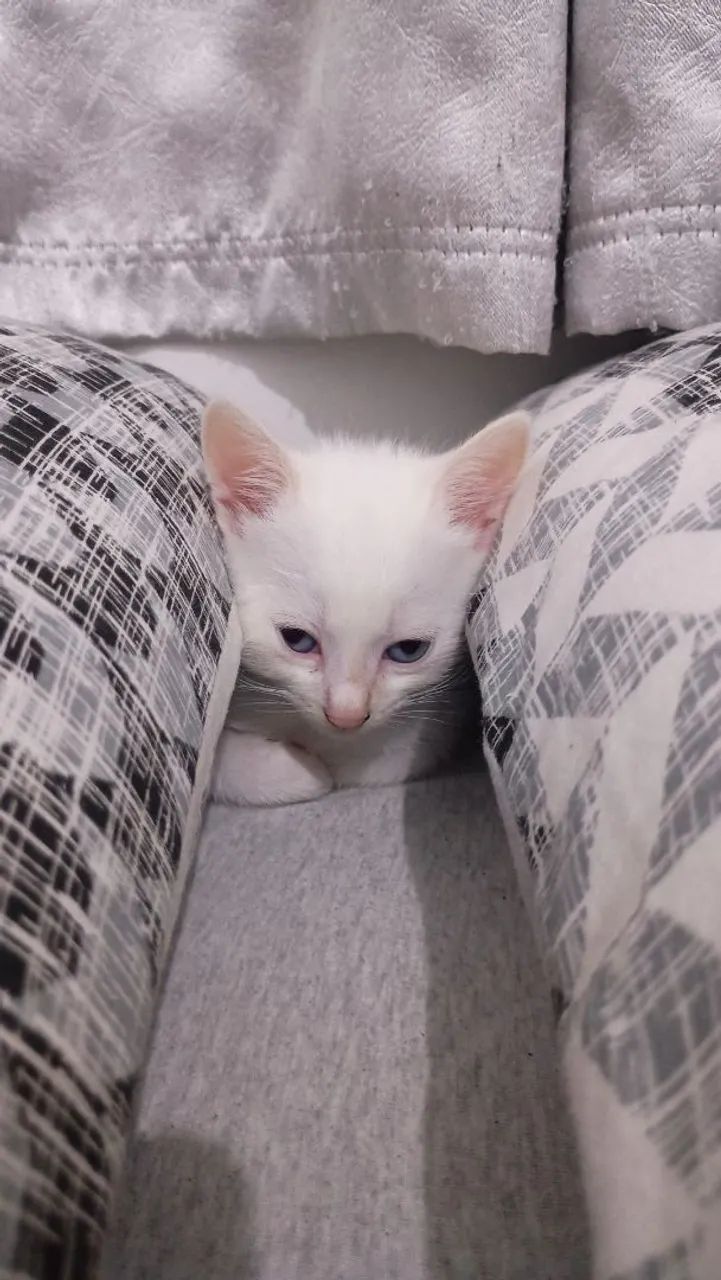 DOA-SE KITTENS64639805592451122