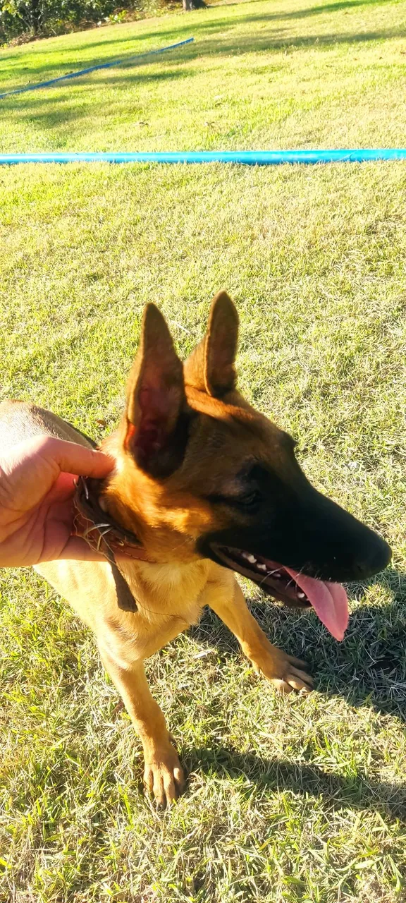 Filhotes de Pastor Malinois - 3 meses - Vacinados com V10 Importada (Zoetis)