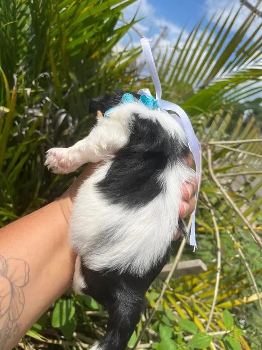 Shihtzu (macho) disponível  - Foto 3