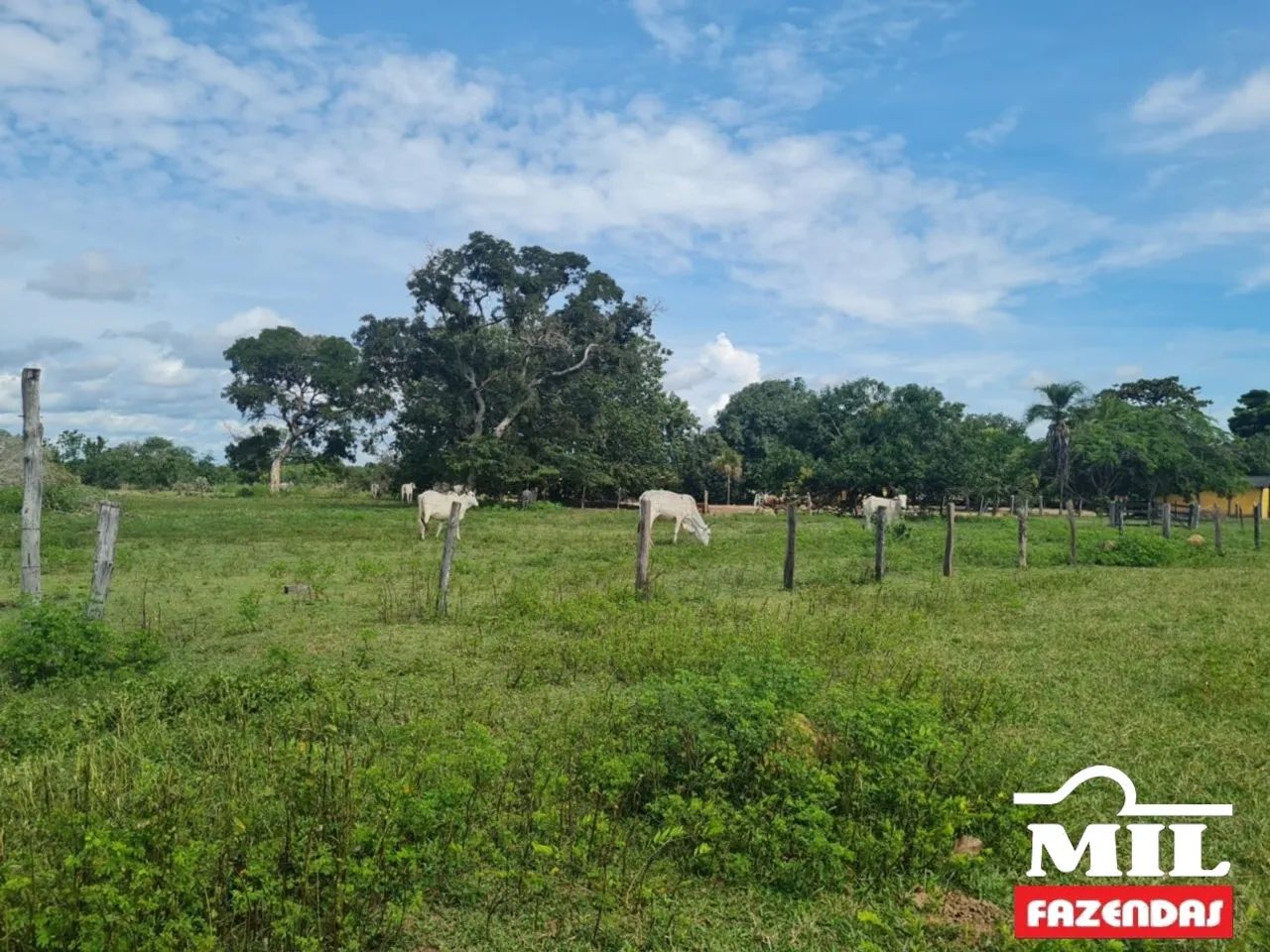 Fazenda 94 alqueires (459 hectares)- Araguaçu-TO ( prazo ) - Foto 3