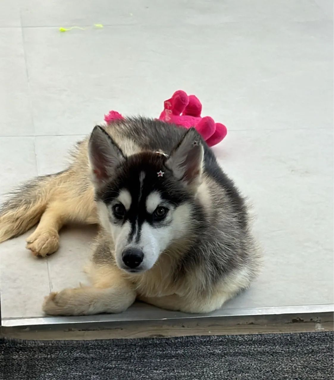 Husky Siberiano - Foto 3