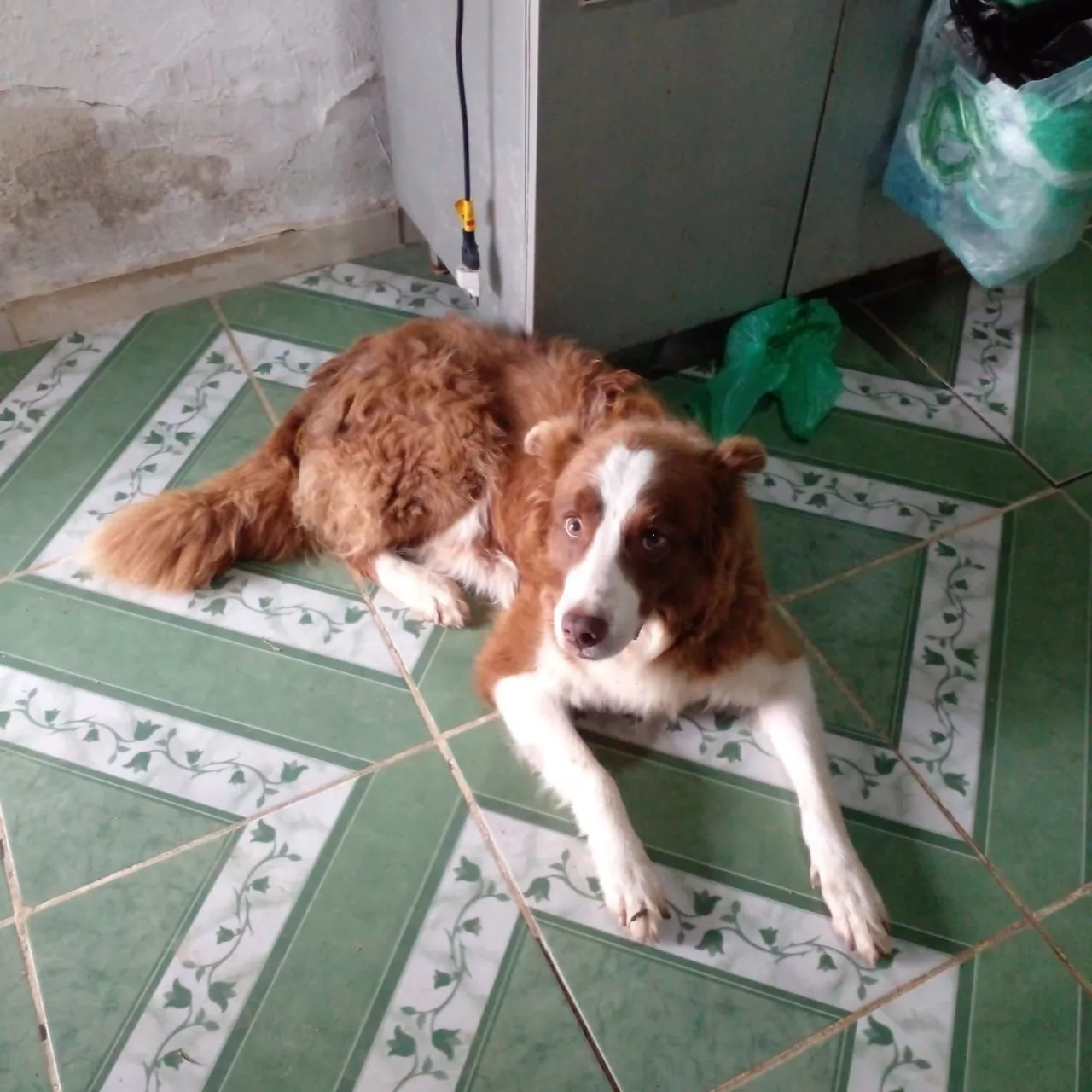 Cão adorável para adoção