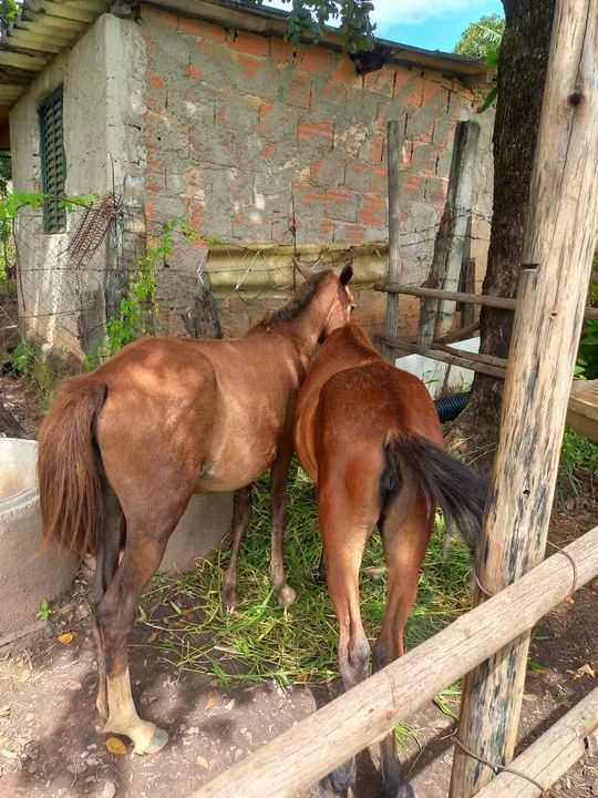 Duas eguas  - Foto 3