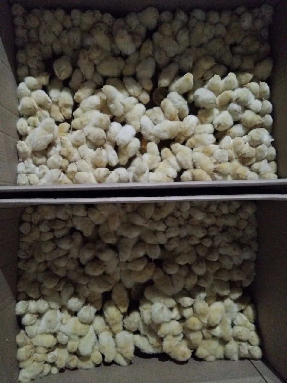 Pintinhos de um dia , poedeira para venda