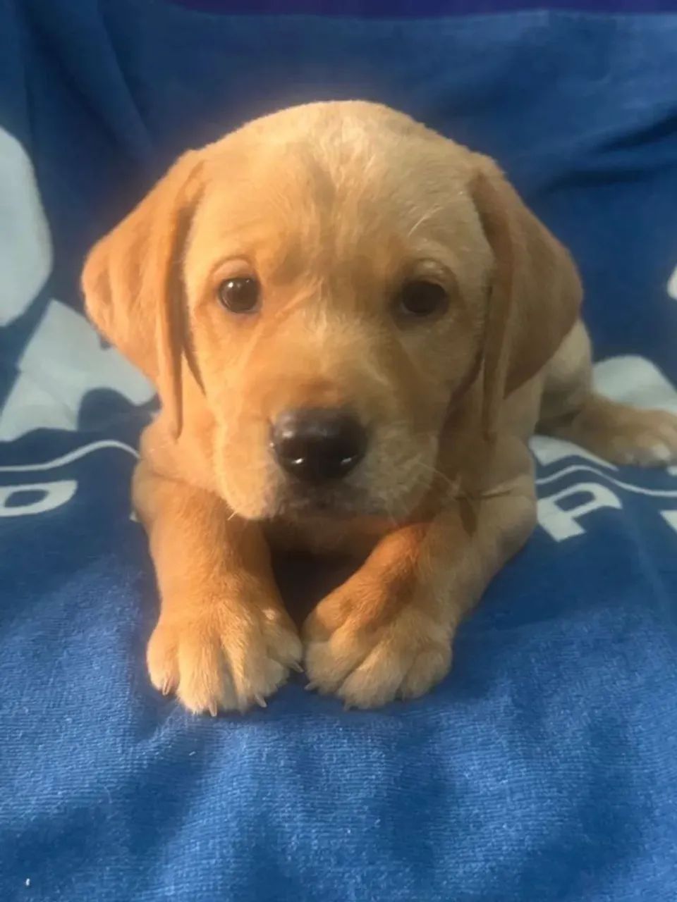 Casal de labrador retriever - Foto 2