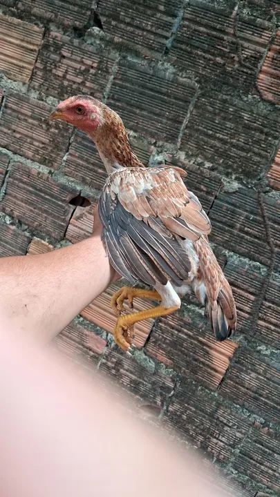 Franga carioca  - Foto 2