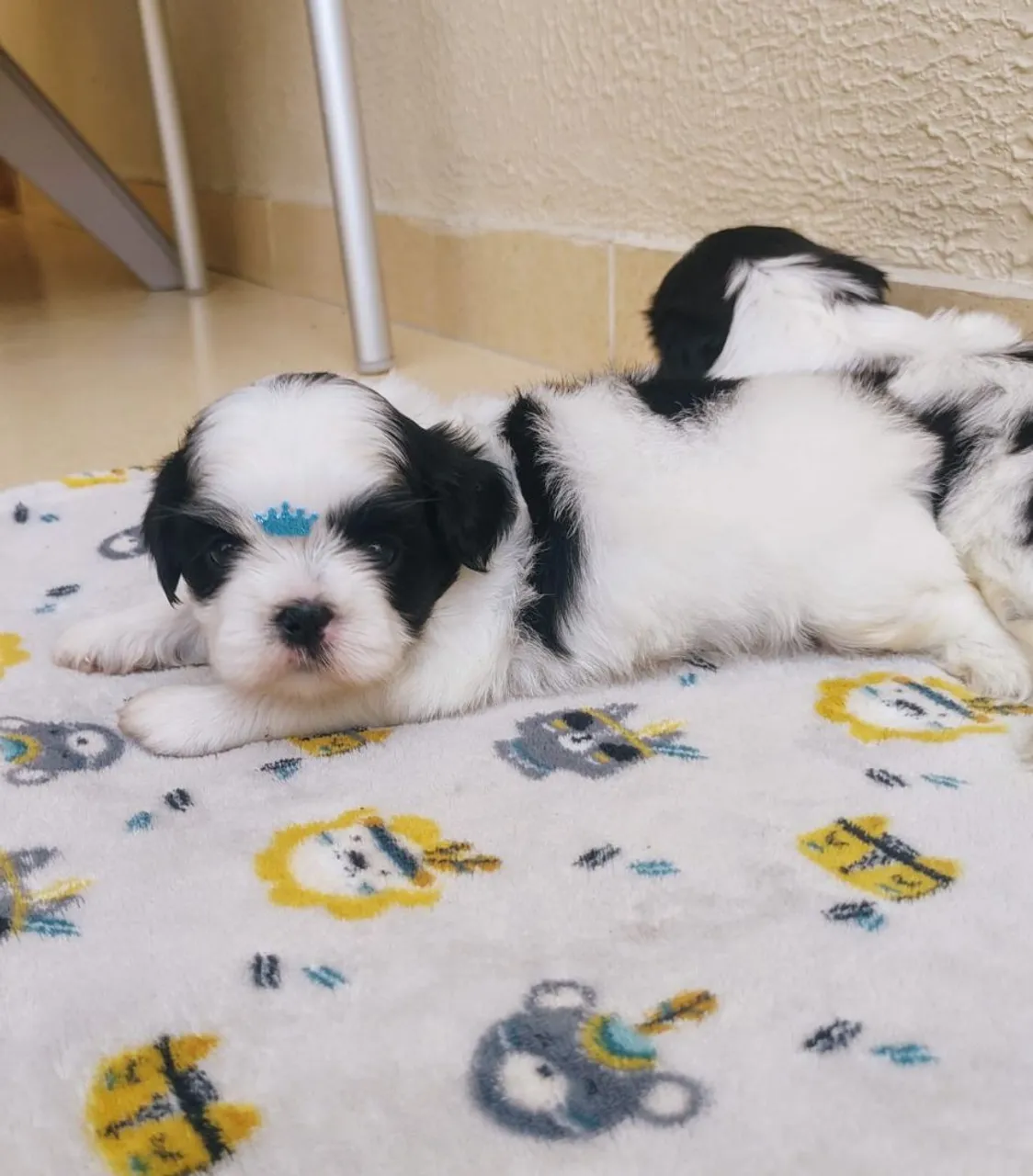 Filhotes Shih Tzu ( machos) exelente linhagem 