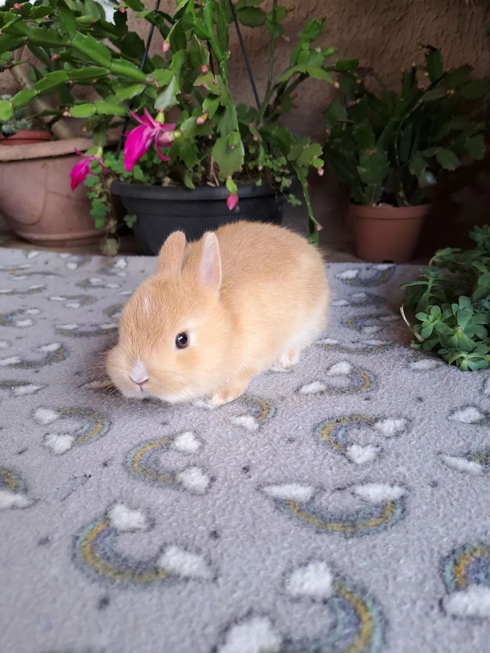 Mini coelhos , menor raça do mundo anão netherland  - Foto 2