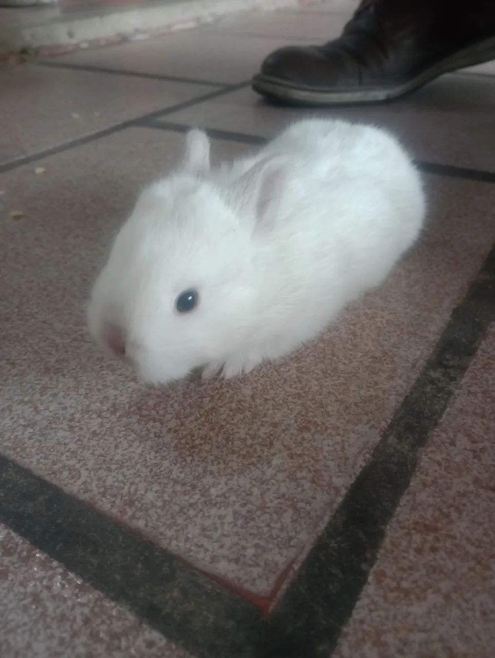 Vendo coelhos mini - Foto 4
