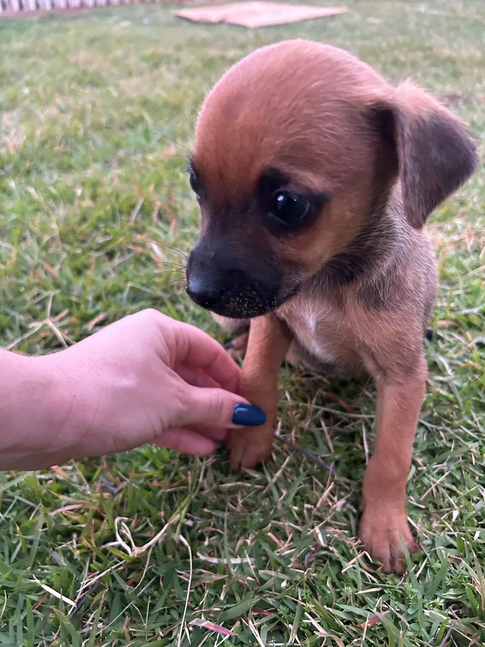 Vendo casal de Pinscher  - Foto 2