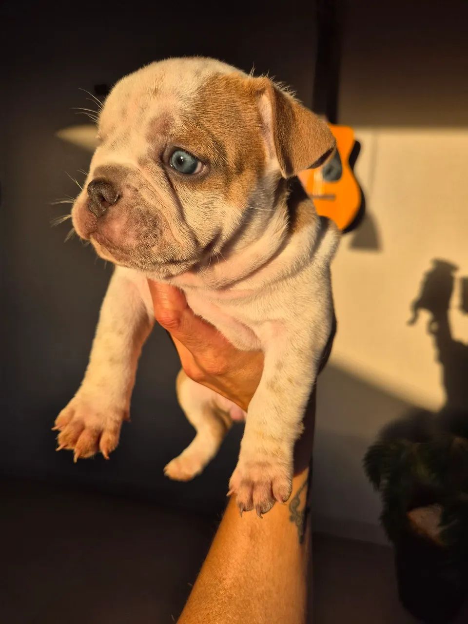 Filhotes de american bully - Foto 3