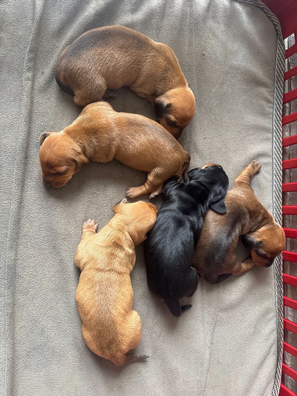 Cachorro Salsicha - Foto 2