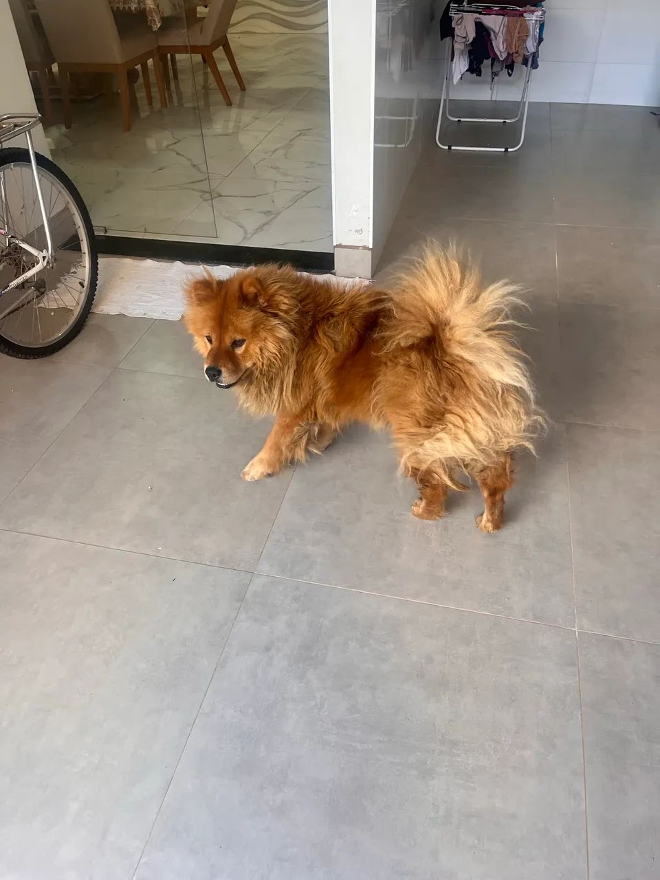 Chow Chow - Foto 2