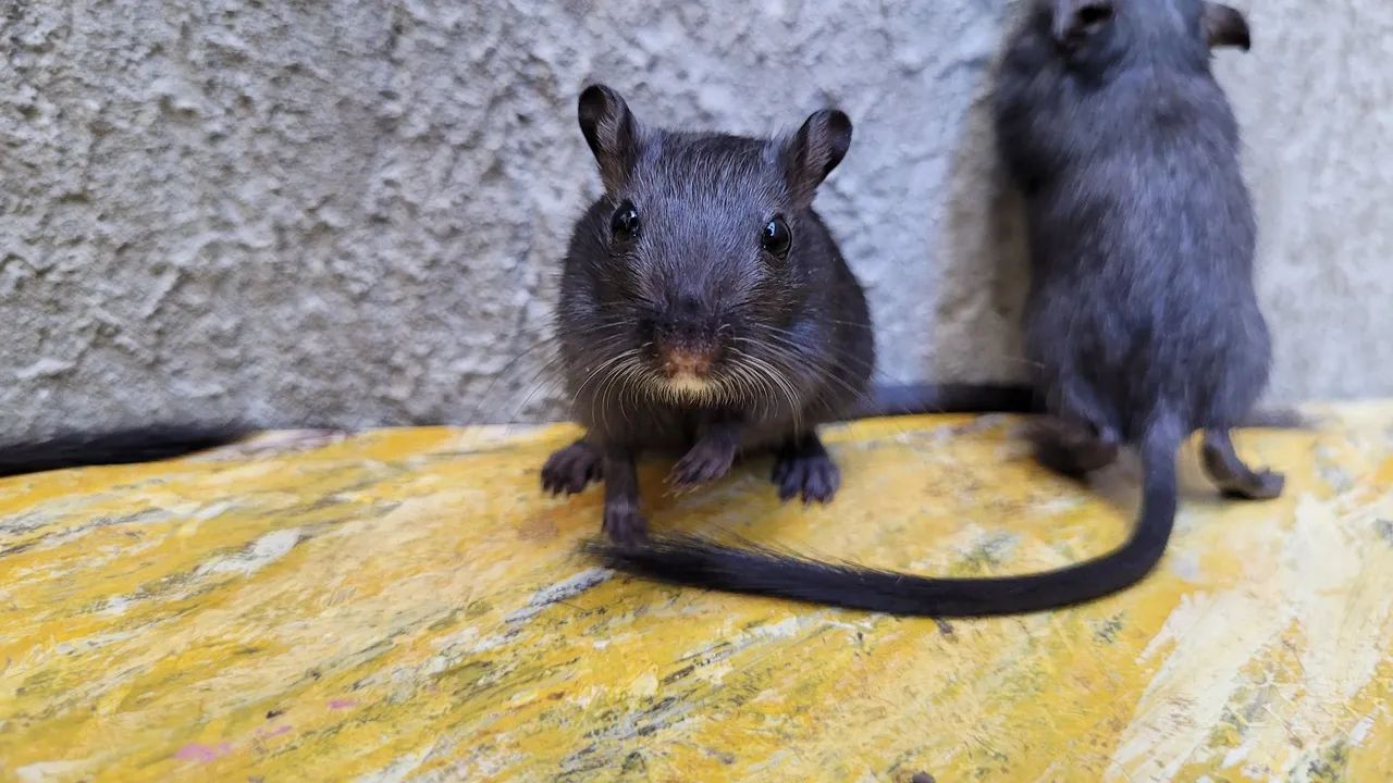 Gerbil Dupla de Fêmeas- "Esquilo da Mongólia"