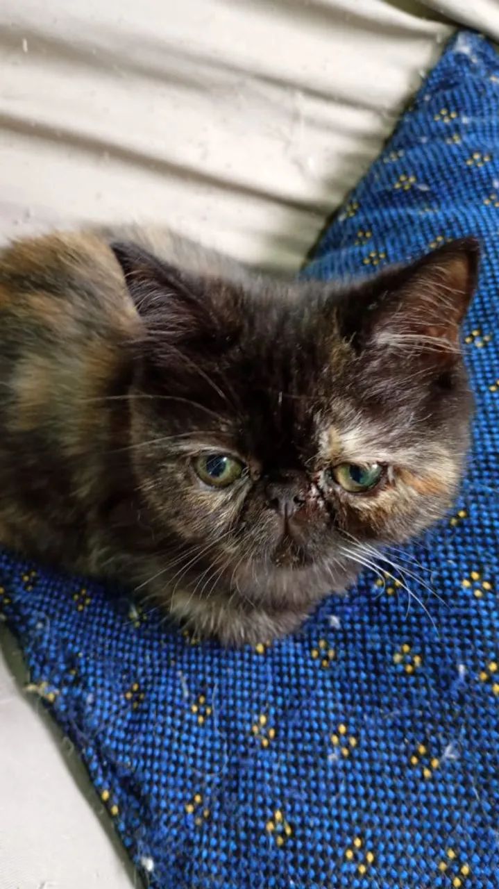 Linda filhote de gata persa femea exótica pelo curto pura.Parcelo.Entrego em Curitiba e rg - Foto 2