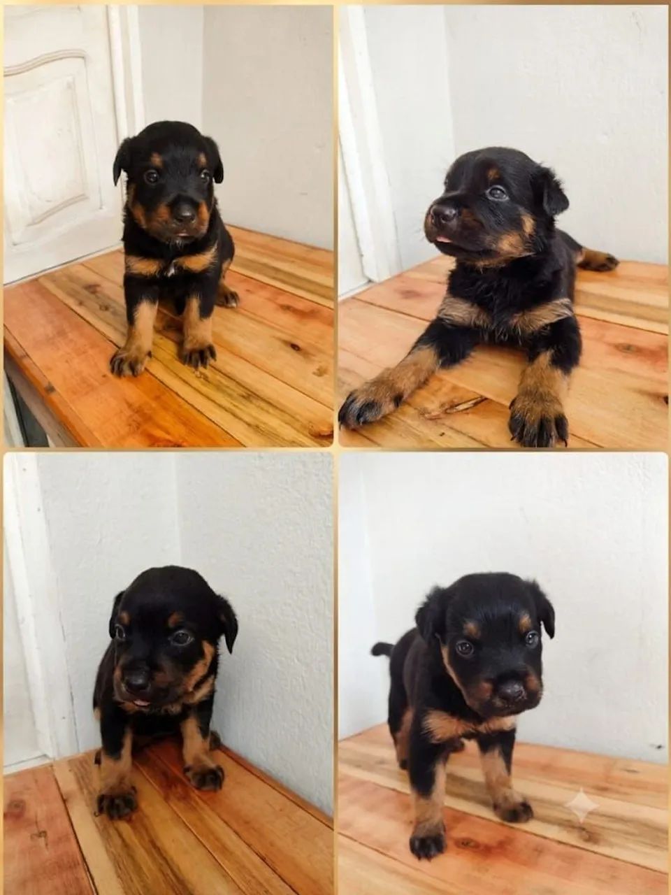 FILHOTES DE ROTTWEILER 