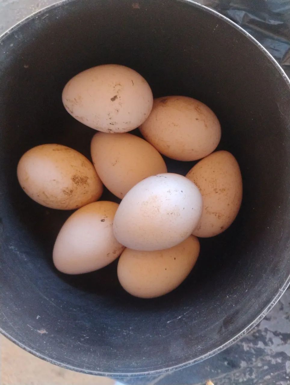 Ovos de perua 