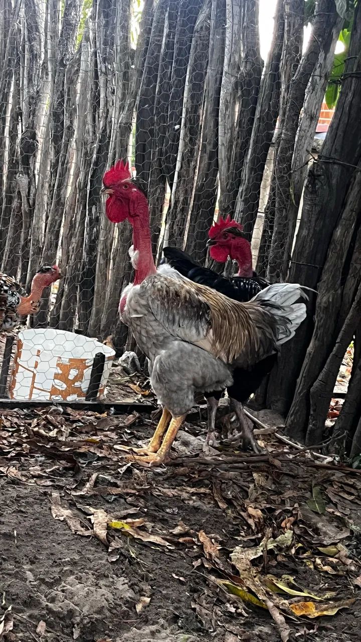 Frangos Polaco Balão  - Foto 3