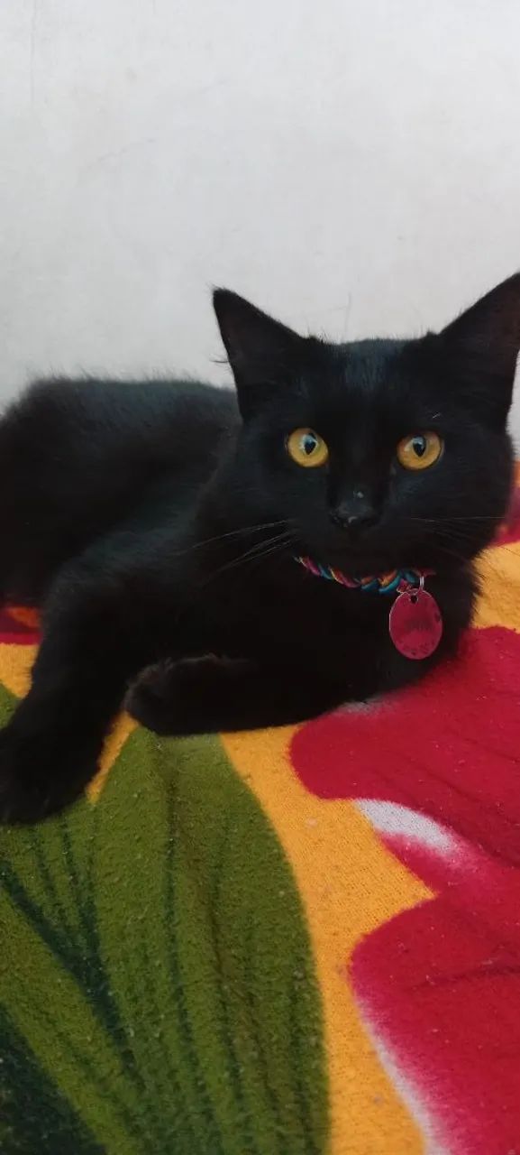 Gata