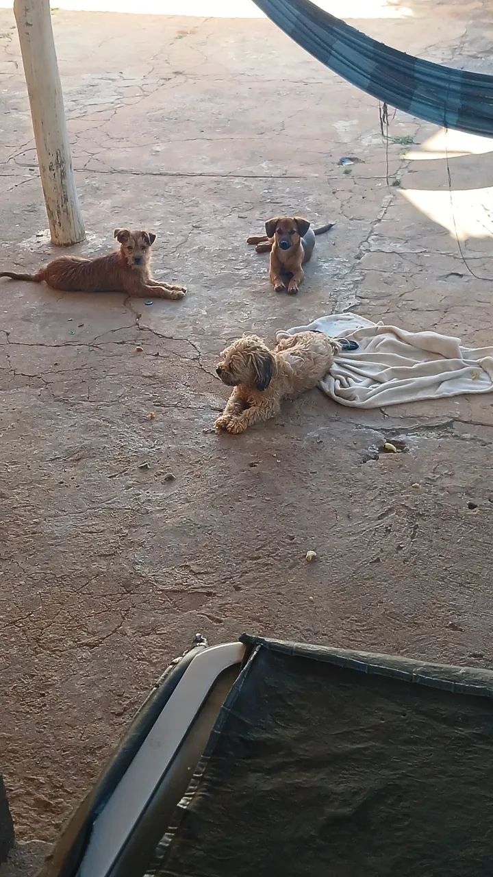 Doação responsável  - Foto 4