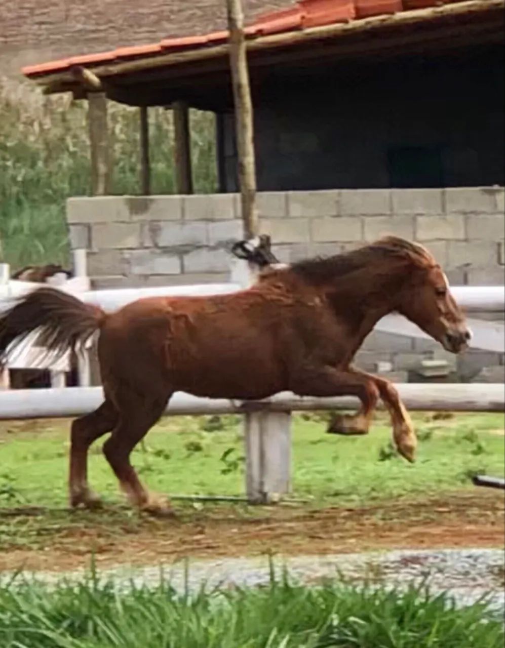 Pônei macho  - Foto 4