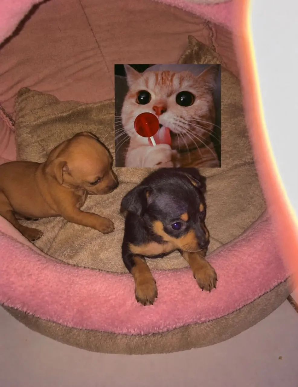 PINSCHER ZERO ZERO - Foto 3