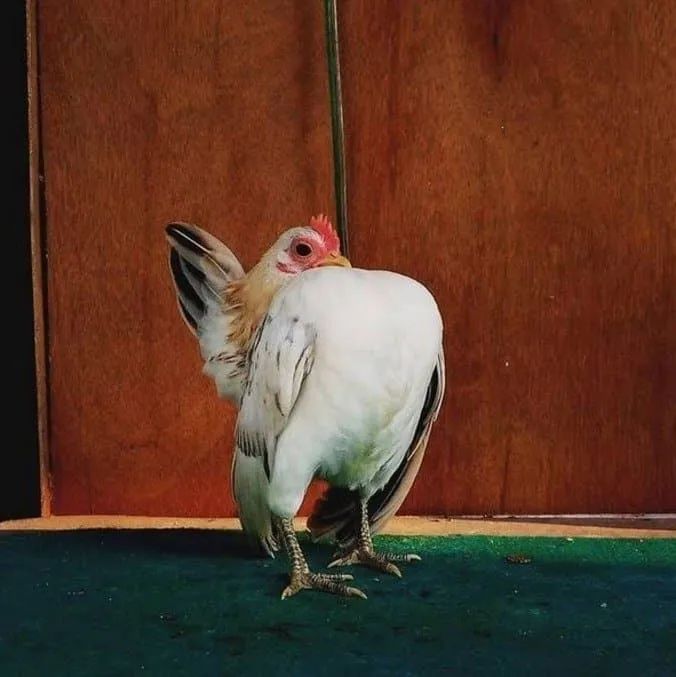 Galinha Garnizé Serama  - Foto 3