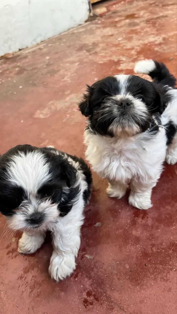 Filhotes de lhasa apso  - Foto 5