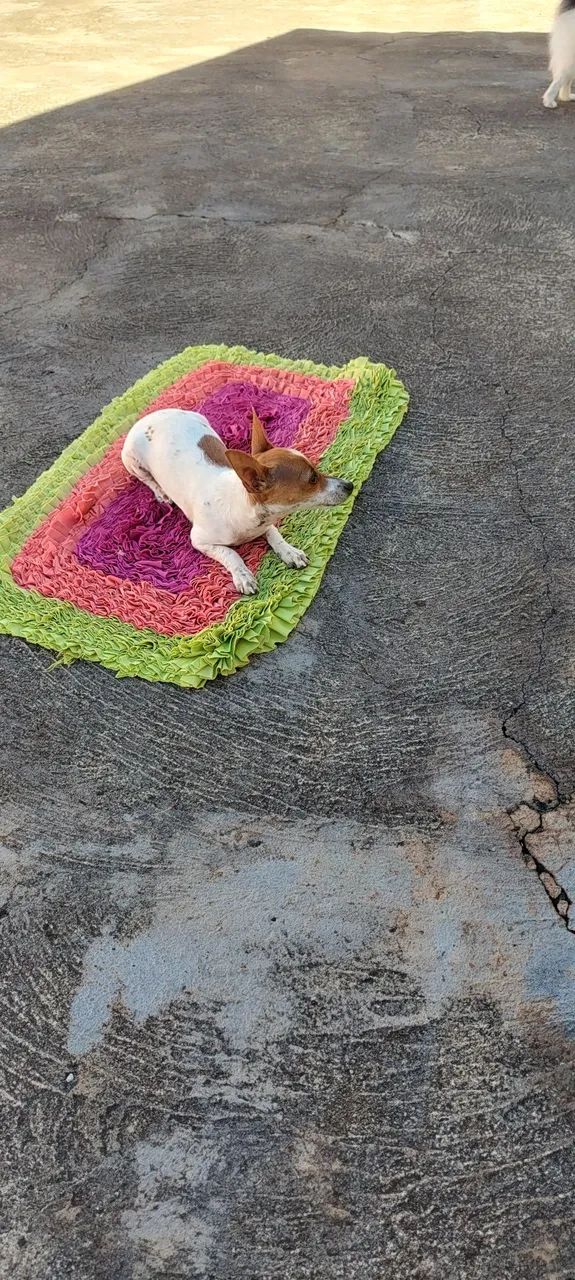 Pinscher  - Foto 3