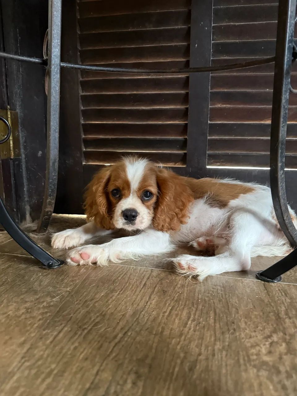 Cavalier King Charles Spaniel  - Foto 5