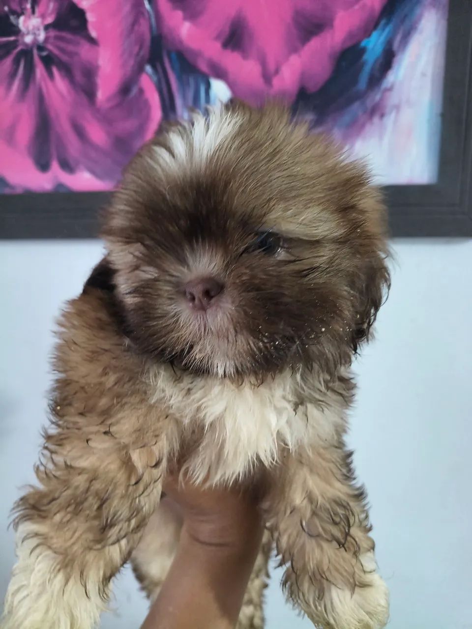 Cachorro Shitzu  - Foto 5
