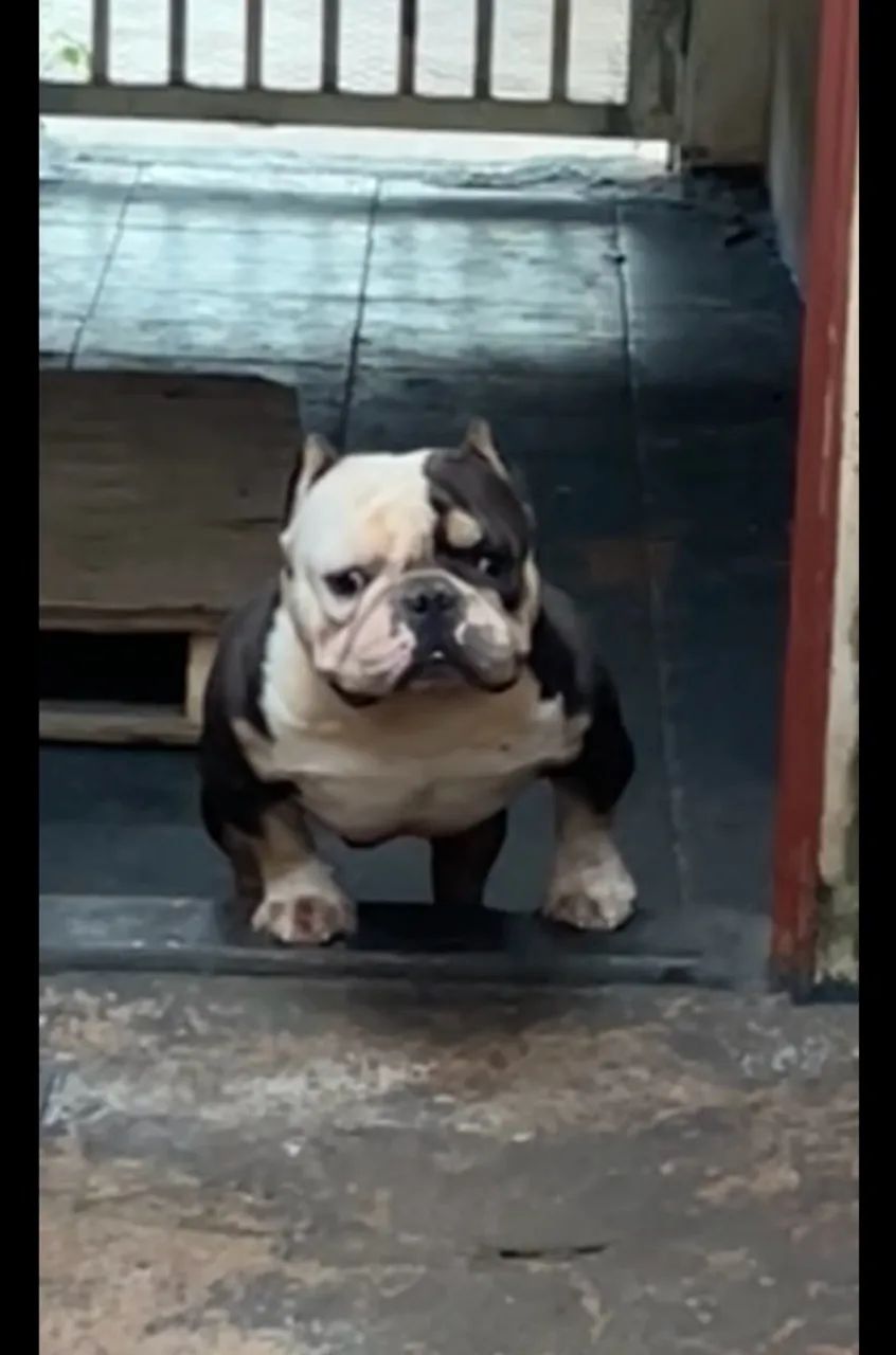 American bully  - Foto 2