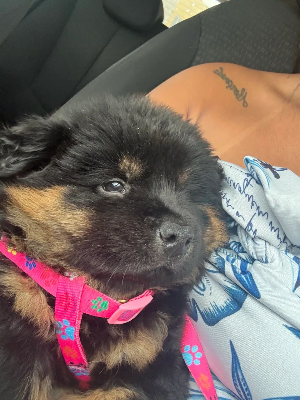 Cachorra - Foto 2