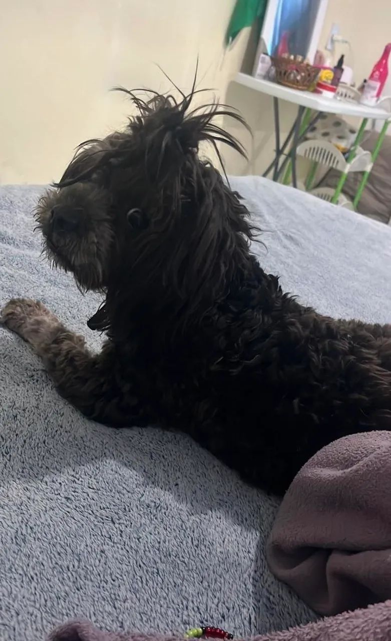Lha apso macho - Foto 3