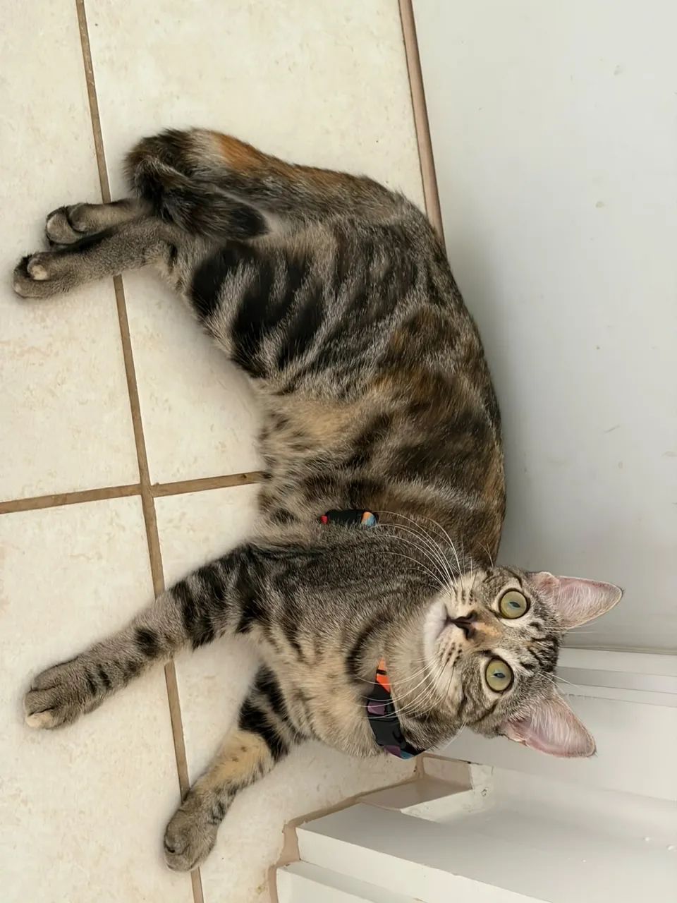Gata adoção  - Foto 5