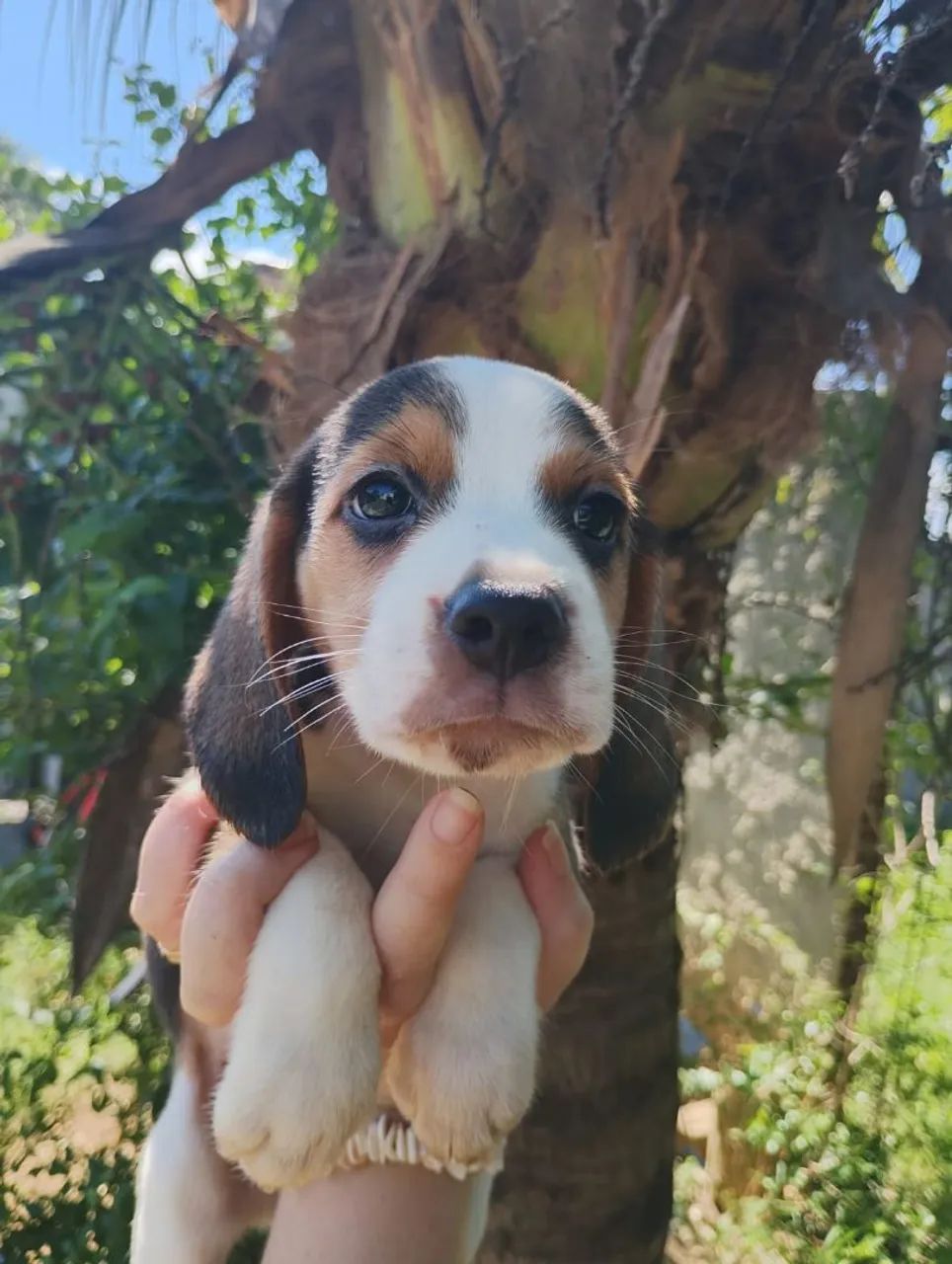 13 polegadas Beagle Filhotes Pedigree Vacinados Garantias - Foto 2