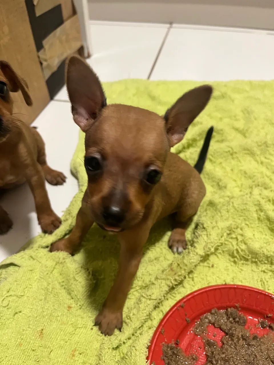 Pinscher macho - Foto 2