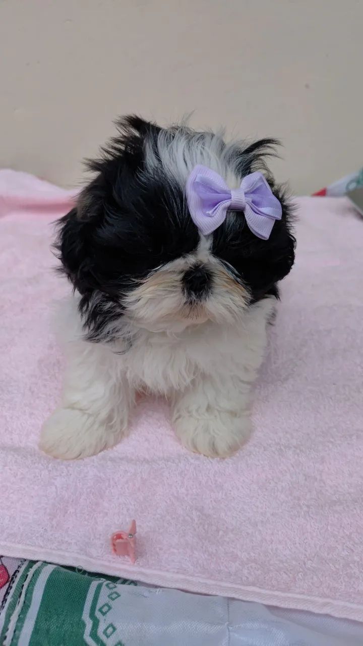 Schi tzu  - Foto 2