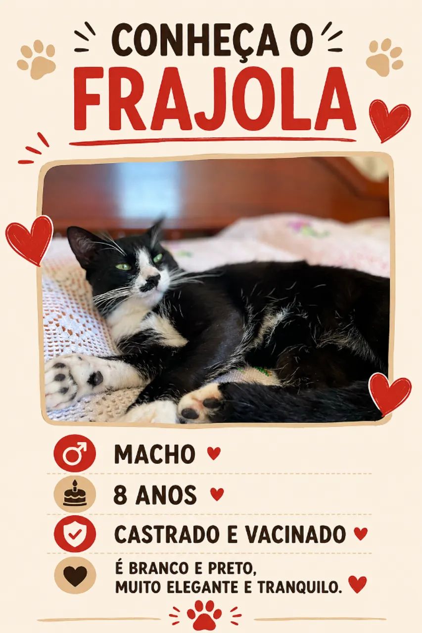 Gatos para adoção  - Foto 5