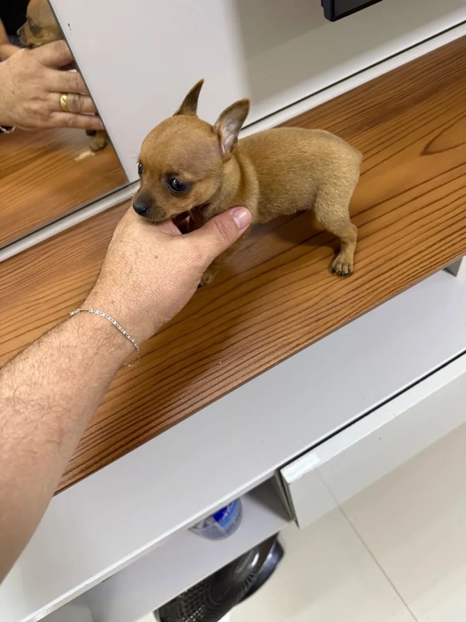 Pinscher macho 