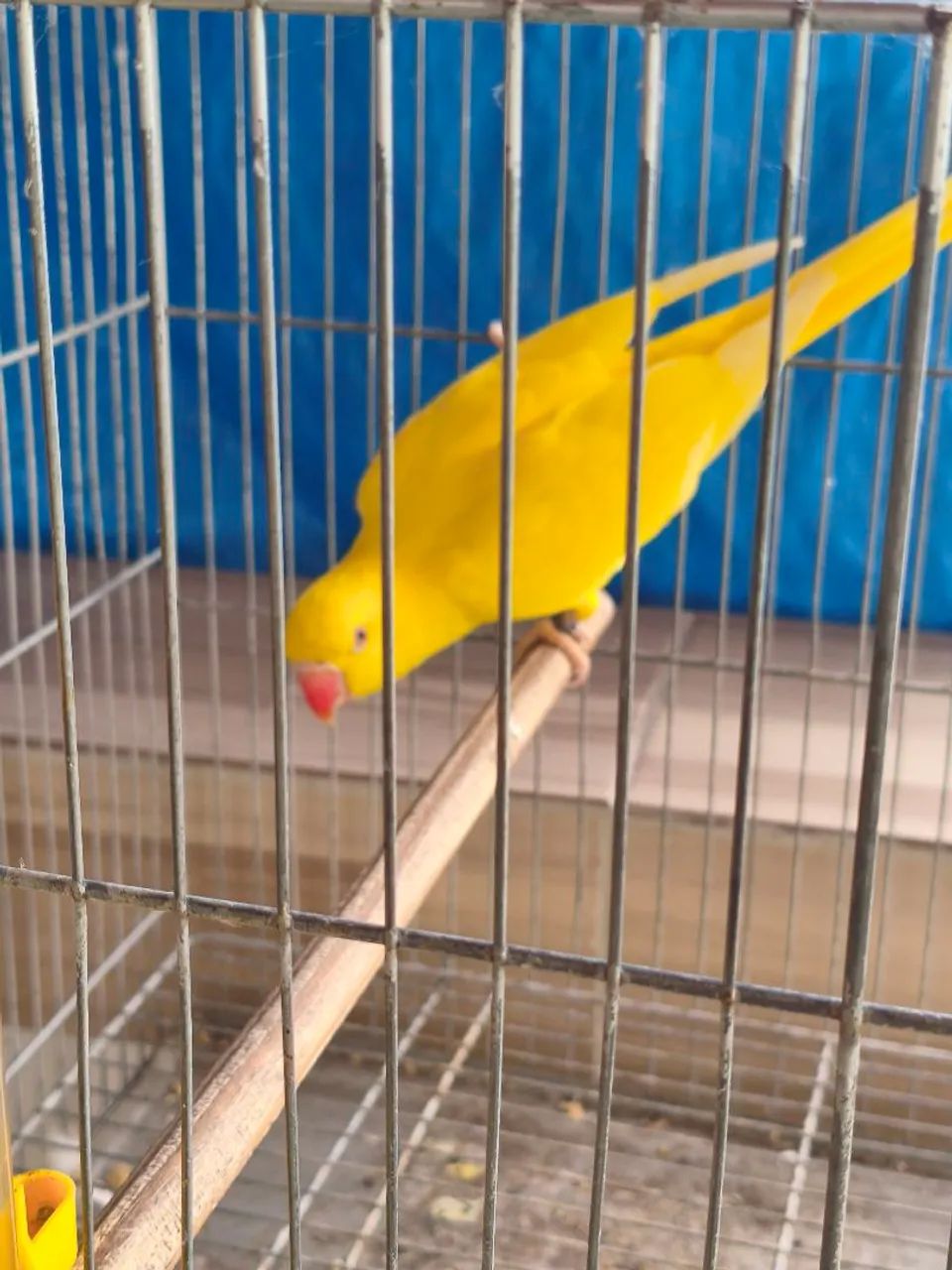Gaiola - Foto 4