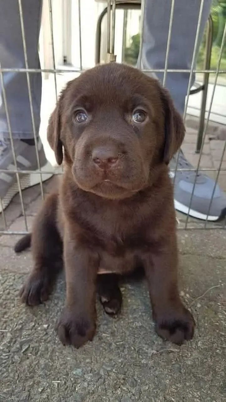 Labrador excelente linhagem 
