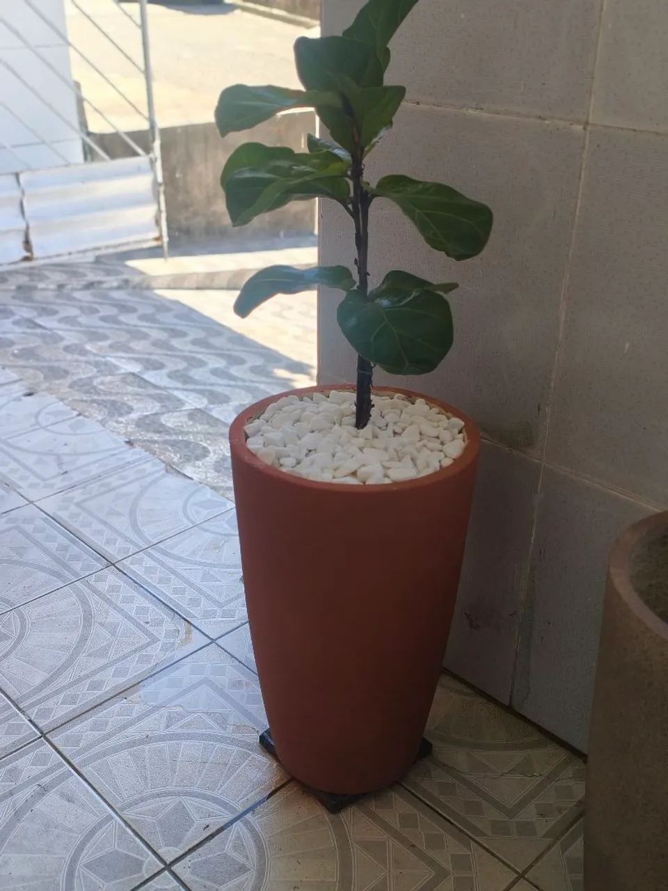 Ficus lyrata já com vazo - Foto 2