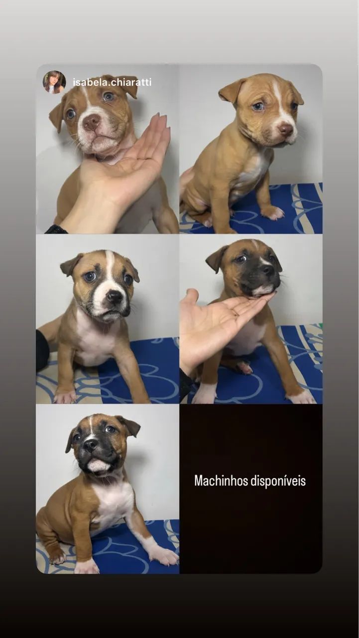 Filhotes de Pitbull  - Foto 3