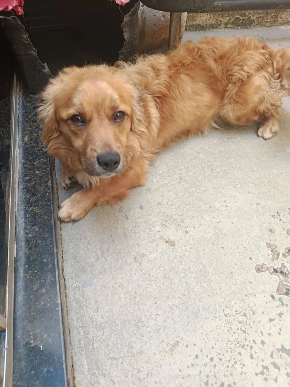 Cachorro - Foto 5