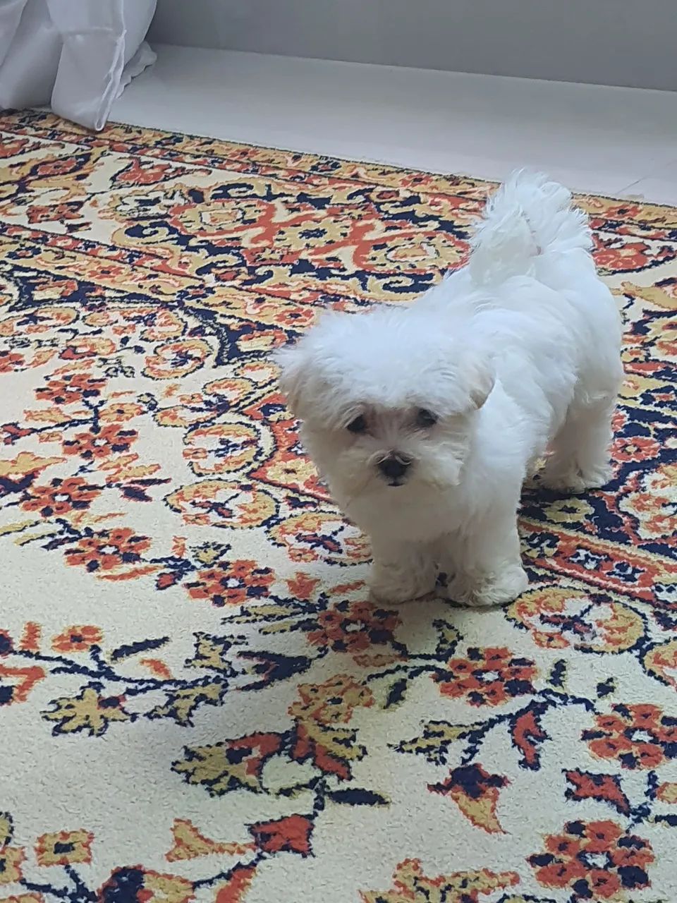 Maltês  - Foto 2