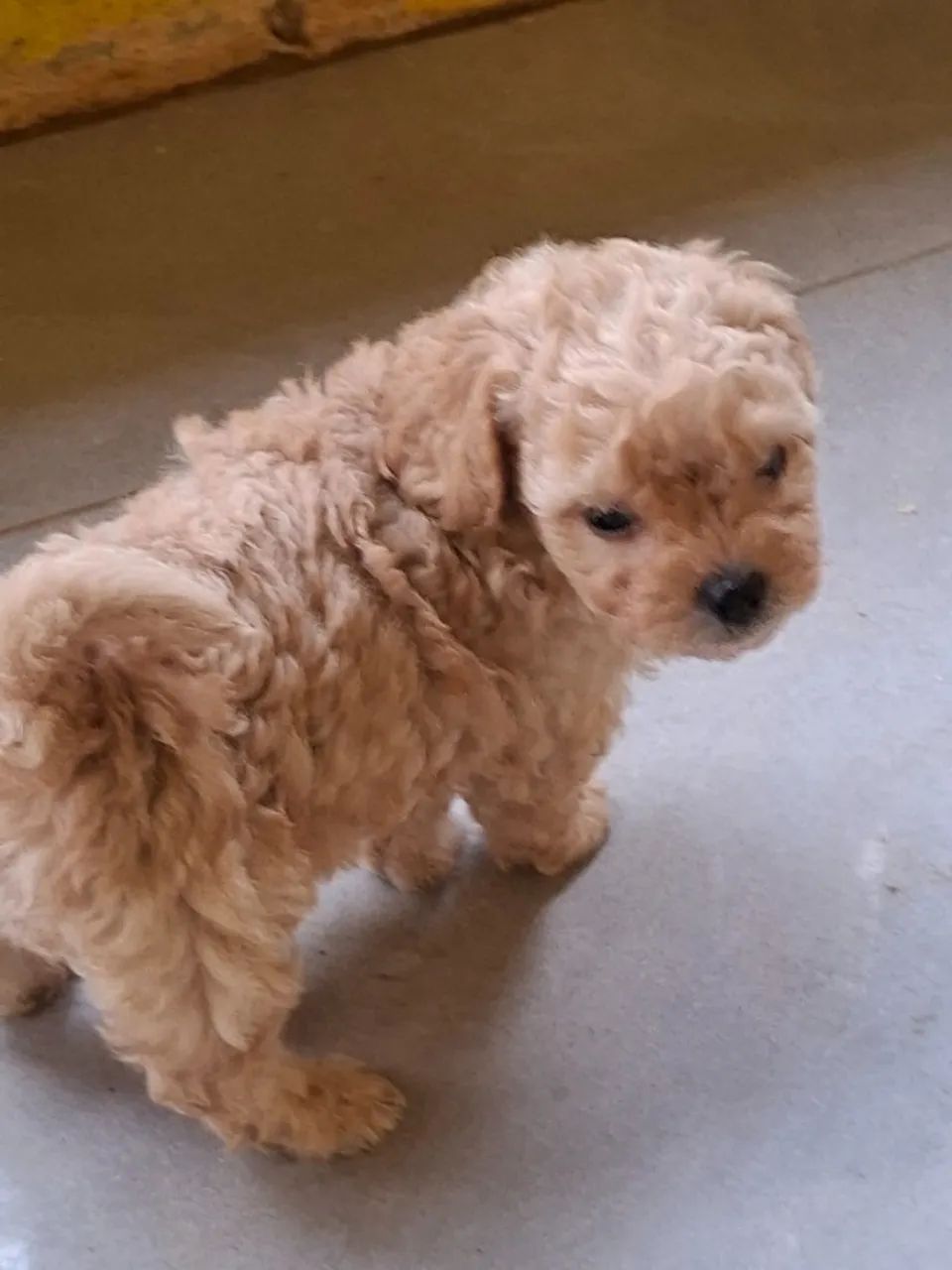 Filhote de poodle