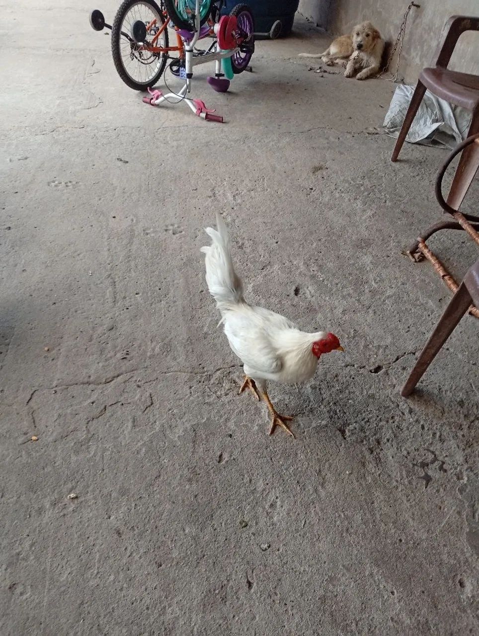 Frango  - Foto 3